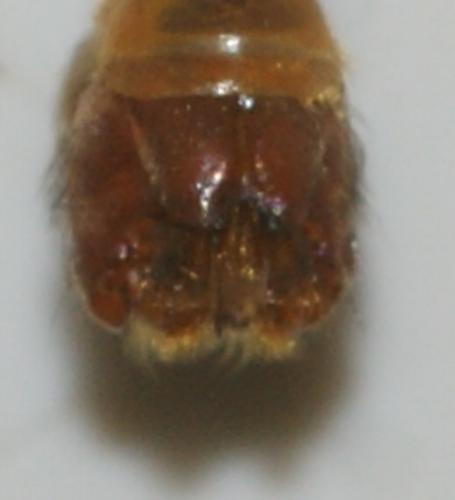 Tipula sp.